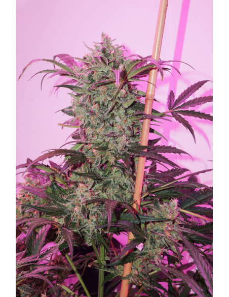 DUTCH PASSION - Auto Night Queen - 5