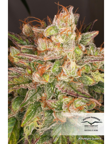 DUTCH PASSION - Auto Night Queen - 6