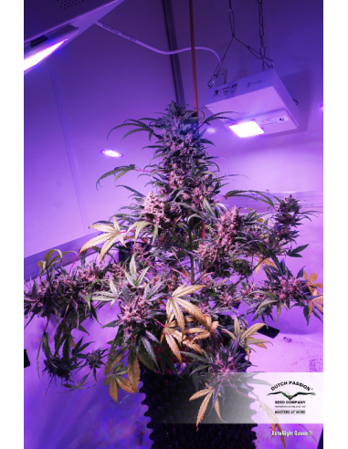 DUTCH PASSION - Auto Night Queen - 8
