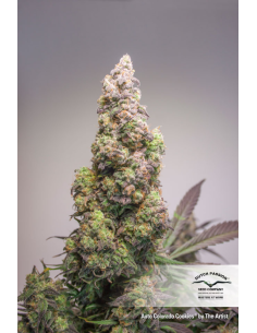DUTCH PASSION - Auto Colorado Cookies - 2 2