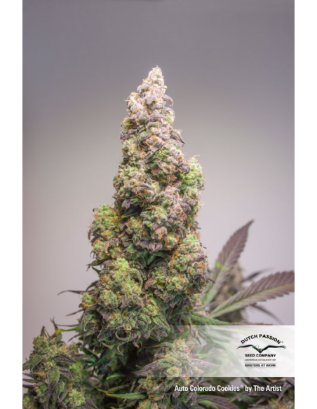 DUTCH PASSION - Auto Colorado Cookies - 1