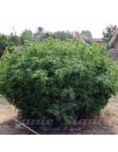 PARADISE SEEDS - Opium - 3