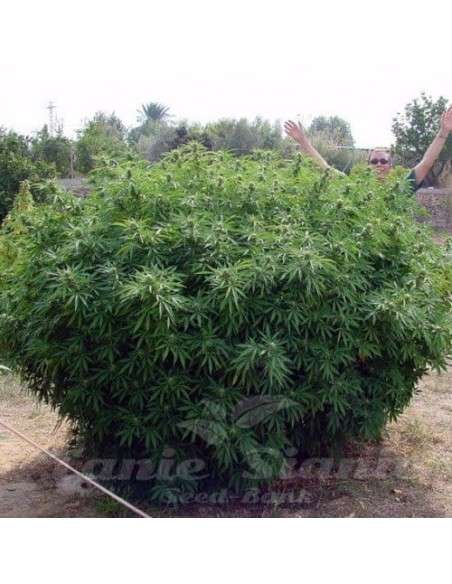 PARADISE SEEDS - Opium - 3