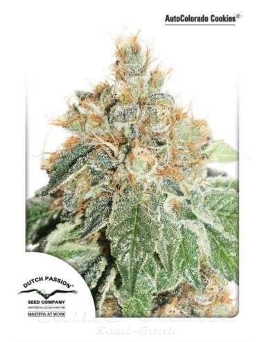 DUTCH PASSION - Auto Colorado Cookies - 2