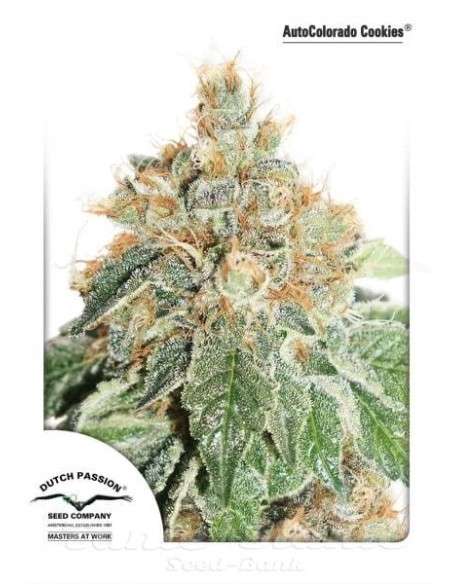 DUTCH PASSION - Auto Colorado Cookies - 2