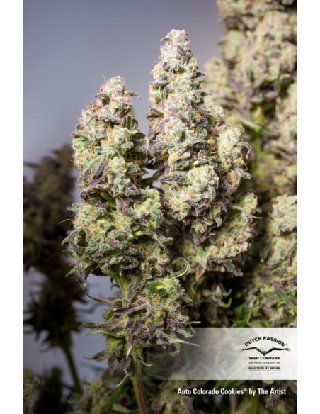 DUTCH PASSION - Auto Colorado Cookies - 3
