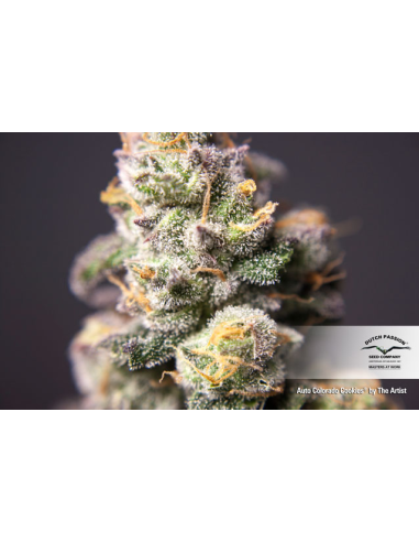 DUTCH PASSION - Auto Colorado Cookies - 4