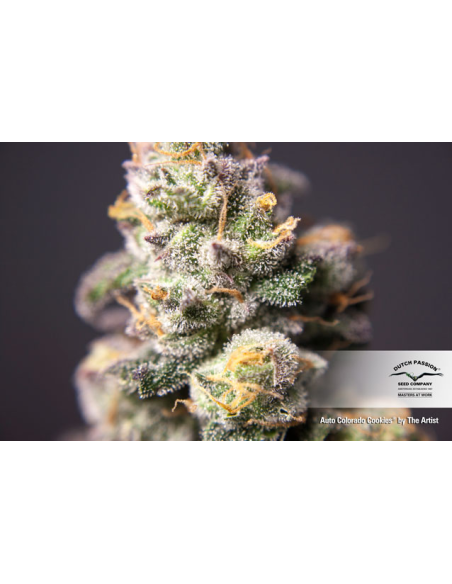 DUTCH PASSION - Auto Colorado Cookies - 4