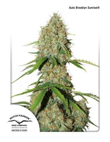 DUTCH PASSION - Auto Brooklyn Sunrise - 1