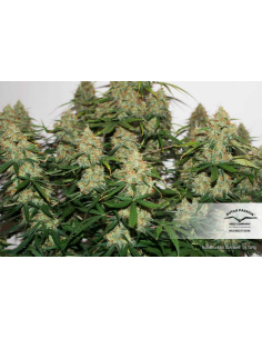 DUTCH PASSION - Auto Brooklyn Sunrise - 1 2