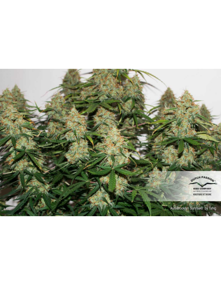 DUTCH PASSION - Auto Brooklyn Sunrise - 2