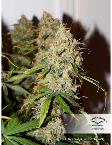 DUTCH PASSION - Auto Brooklyn Sunrise - 3