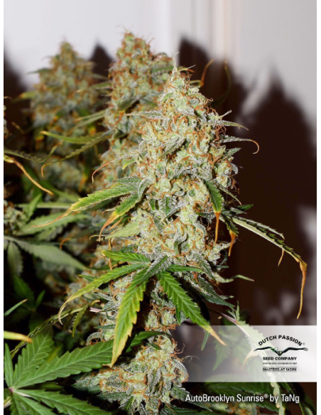 DUTCH PASSION - Auto Brooklyn Sunrise - 3