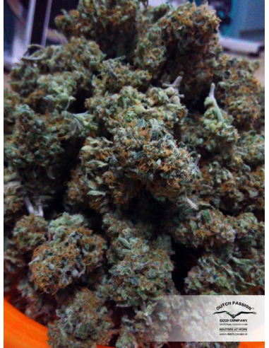 DUTCH PASSION - Auto Brooklyn Sunrise - 5
