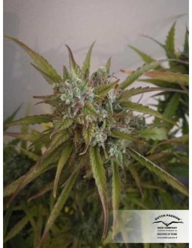 DUTCH PASSION - Auto Brooklyn Sunrise - 6