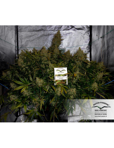 DUTCH PASSION - Auto Brooklyn Sunrise - 7