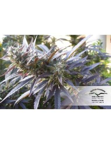 DUTCH PASSION - Blueberry - 3