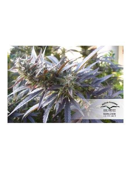 DUTCH PASSION - Blueberry - 3