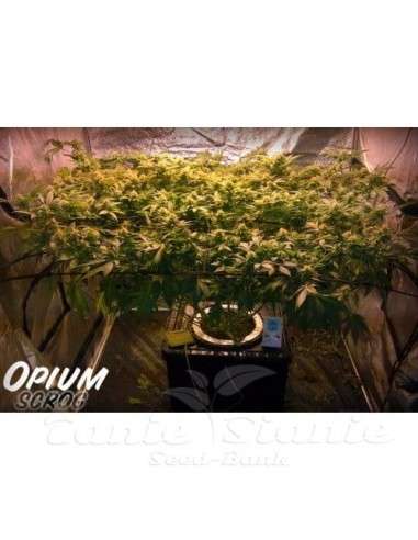 PARADISE SEEDS - Opium - 4