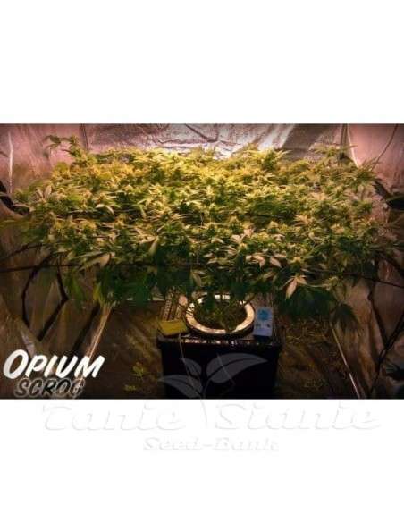 PARADISE SEEDS - Opium - 4