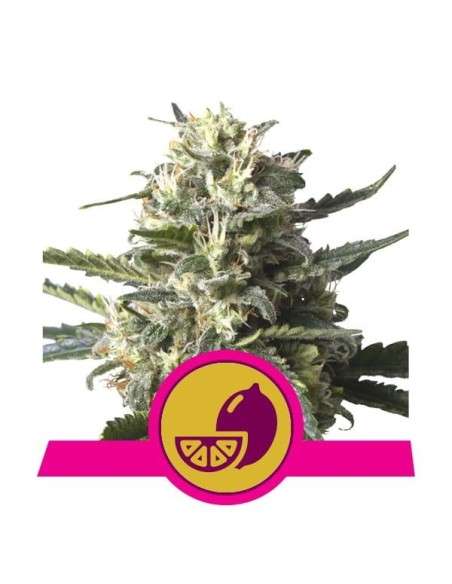 ROYAL QUEEN SEEDS - Lemon Shining Silver Haze - 1