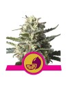 ROYAL QUEEN SEEDS - Lemon Shining Silver Haze - 1