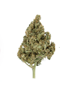 ROYAL QUEEN SEEDS - Lemon Shining Silver Haze - 1 2