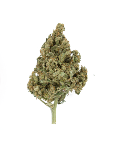ROYAL QUEEN SEEDS - Lemon Shining Silver Haze - 2