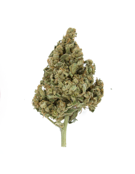 ROYAL QUEEN SEEDS - Lemon Shining Silver Haze - 2
