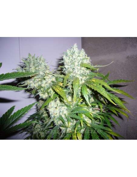 Super Skunk - 1