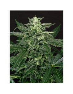 N.Y.C Diesel Auto - 1