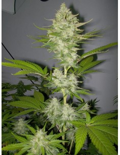 Candy Kush Express (Fast Version) - 1