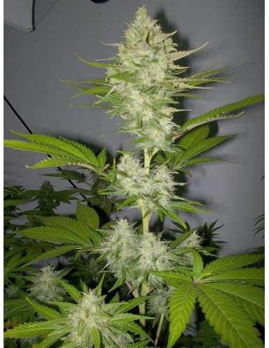 Candy Kush Express (Fast Version) - 1