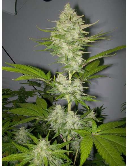 Candy Kush Express (Fast Version) - 1