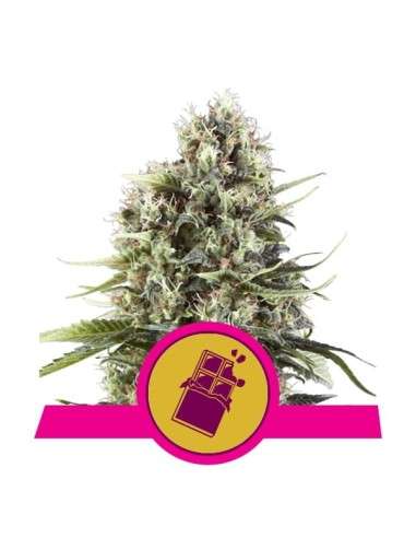 ROYAL QUEEN SEEDS - Chocolate Haze - 1