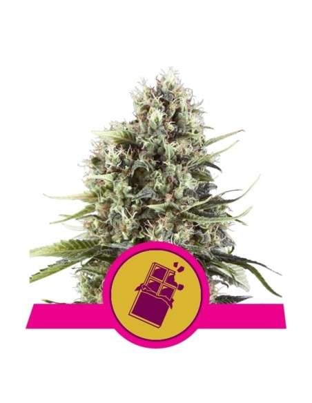 ROYAL QUEEN SEEDS - Chocolate Haze - 1