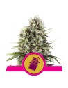 ROYAL QUEEN SEEDS - Chocolate Haze - 1