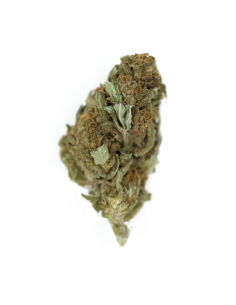 ROYAL QUEEN SEEDS - Chocolate Haze - 1 2