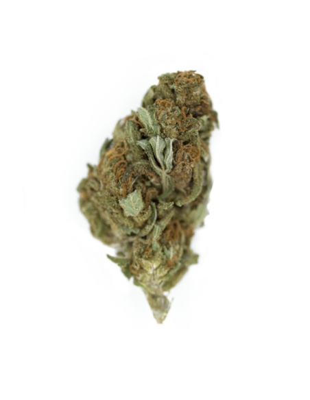 ROYAL QUEEN SEEDS - Chocolate Haze - 2