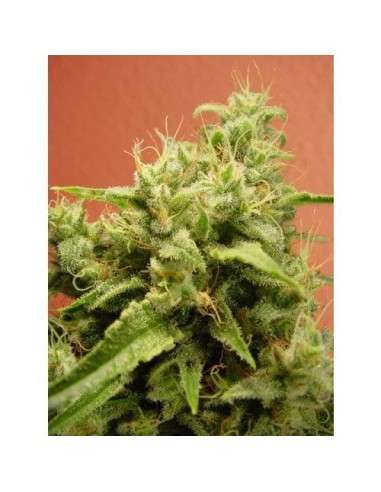 PARADISE SEEDS - Opium - 5