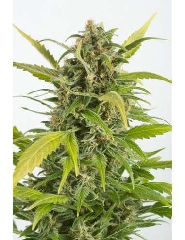 DINAFEM - Haze Autoflowering CBD - 1