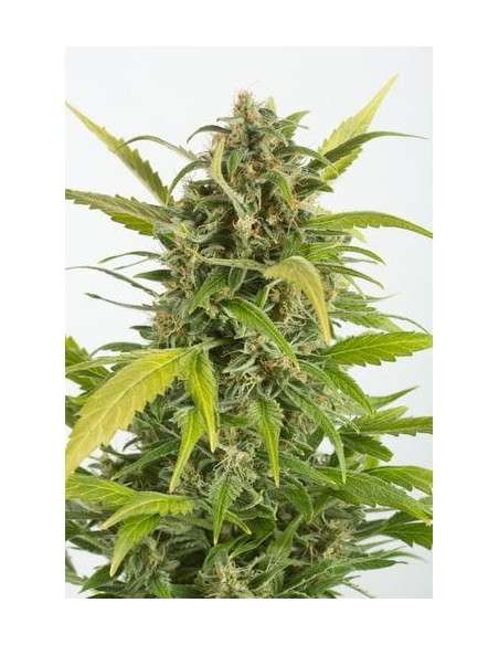 DINAFEM - Haze Autoflowering CBD - 1