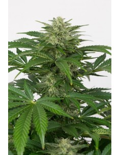 DINAFEM - Haze Autoflowering CBD - 1 2