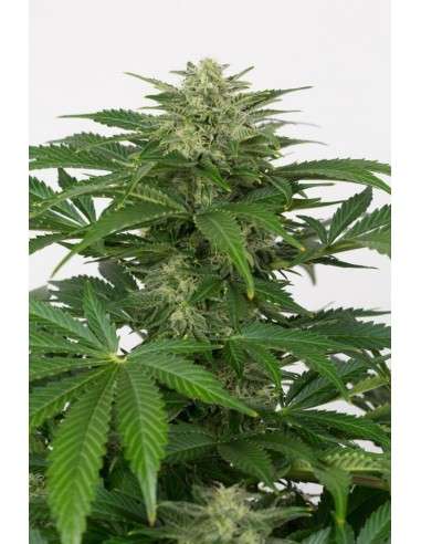 DINAFEM - Haze Autoflowering CBD - 2