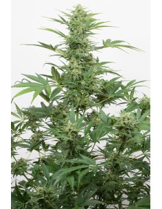 DINAFEM - Industrial Plant Autoflowering CBD - 1
