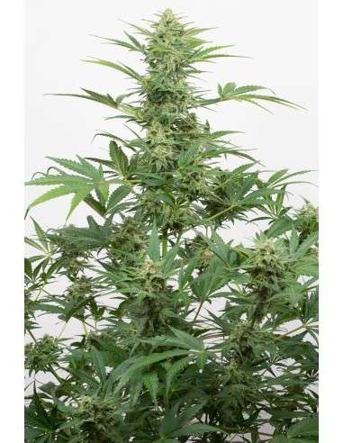 DINAFEM - Industrial Plant Autoflowering CBD - 1