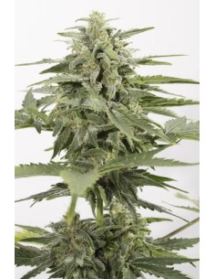 DINAFEM - Industrial Plant Autoflowering CBD - 1 2