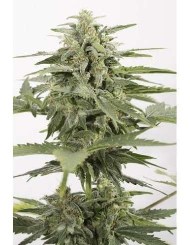DINAFEM - Industrial Plant Autoflowering CBD - 2