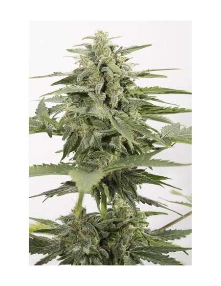 DINAFEM - Industrial Plant Autoflowering CBD - 2