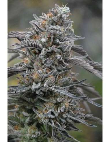 HUMBOLDT SEED - Black D.O.G. - 1
